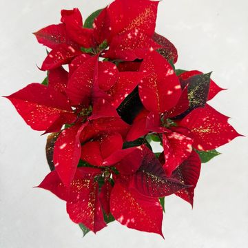 Euphorbia pulcherrima FANTASY STAR ORANGE