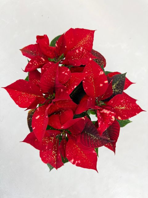 Euphorbia pulcherrima FANTASY STAR ORANGE