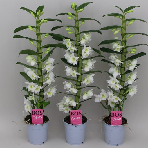 Dendrobium nobile SPRING DREAM STAR CLASS APOLLON — Plant Wholesale ...