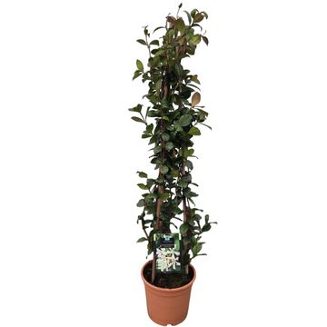 Trachelospermum jasminoides