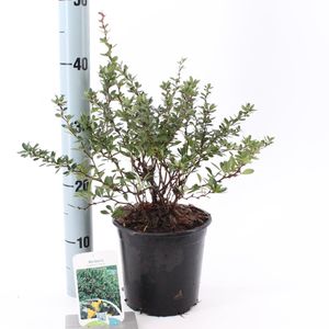 Berberis buxifolia 'Nana' (About Plants Zundert BV)