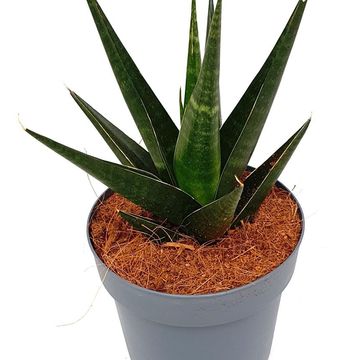 Sansevieria 'Dark Lady'