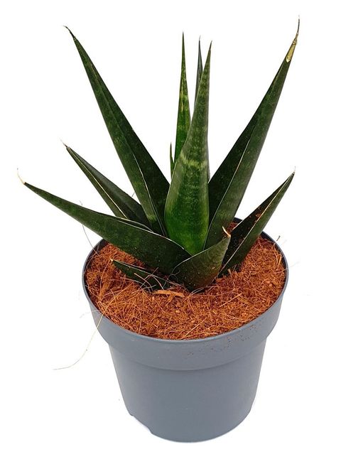 Sansevieria 'Dark Lady'