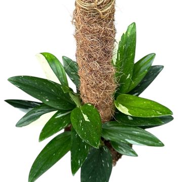 Μονστέρα standleyana 'Variegata'