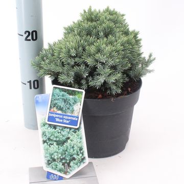 Juniperus squamata 'Blue Star'