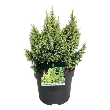 Juniperus pingii 'Hulsdonk Yellow'