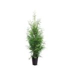 Thuja occidentalis 'Brabant'