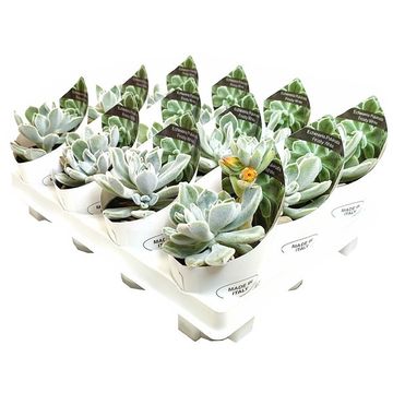 Echeveria pulvinata 'Frosty'