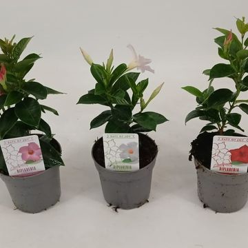 Mandevilla RIO MIX