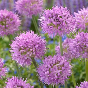 Allium carolinianum