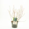 Vaccinium corymbosum 'Emblue'