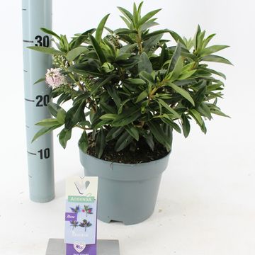 Hebe ADDENDA EARLY WHITE