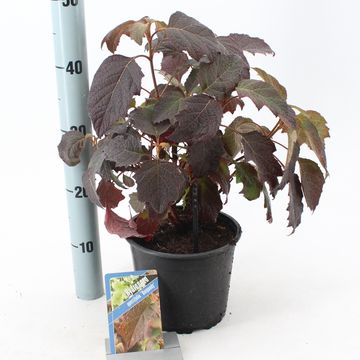 Hydrangea quercifolia 'Burgundy'