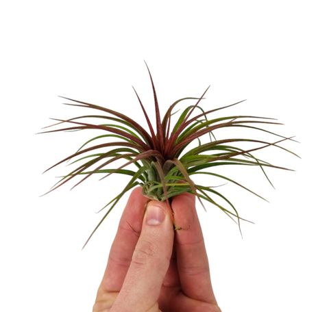 Tillandsia 'Rainforest Red'