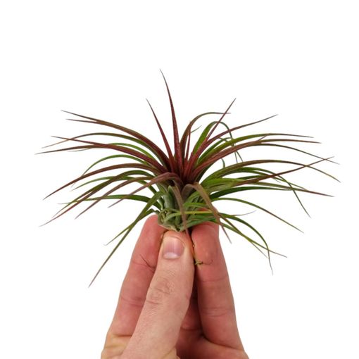 Tillandsia 'Rainforest Red'