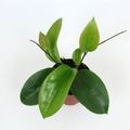 Hoya surigaoensis EG 00897