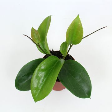 Hoya surigaoensis EG 00897