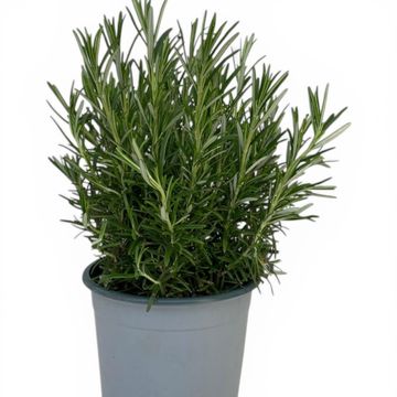 Rosmarinus officinalis