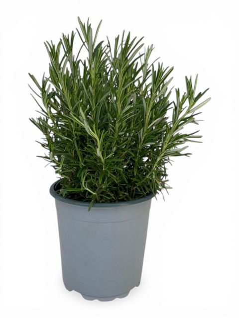 Rosmarinus officinalis