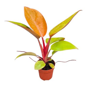 Philodendron 'Mars'