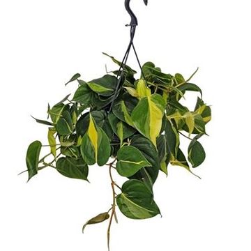 Philodendron scandens 'Brasil'