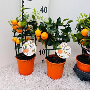 x Citrofortunella microcarpa