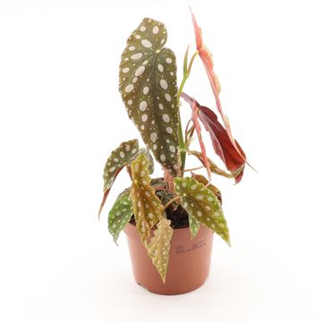 Begonia maculata 'Silver Spot'