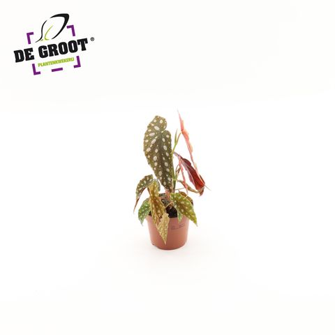 Begonia maculata 'Silver Spot'