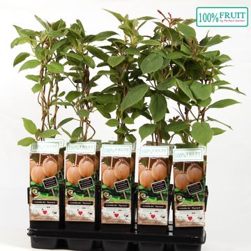 Actinidia deliciosa 'Hayward'