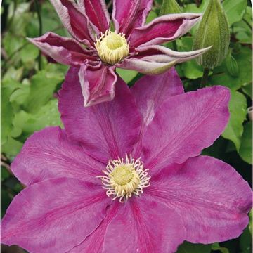 Clematis VINO (LL)