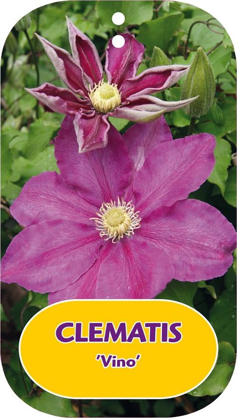 Clematis VINO (LL)