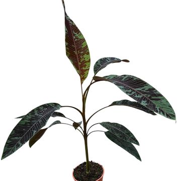 Musa acuminata zebrina