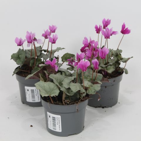 Cyclamen hederifolium 'Silverme Pink'