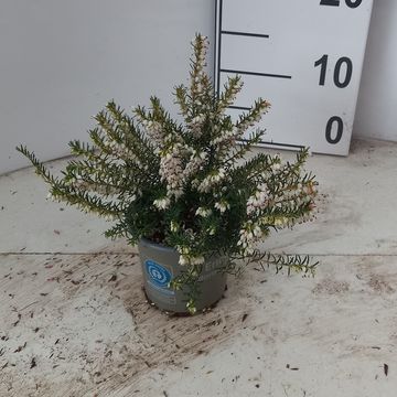 Erica x darleyensis 'White Perfection'