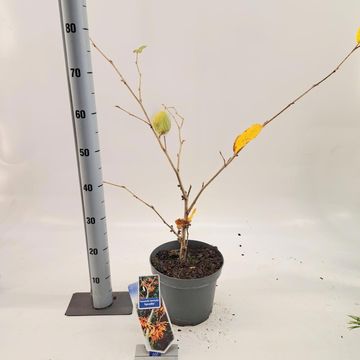Hamamelis x intermedia 'Aphrodite'