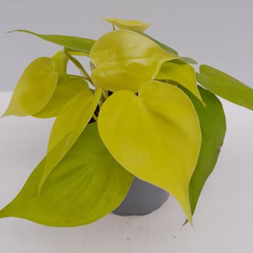 Filodendro scandens 'Neon'
