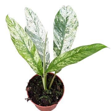 Rhaphidophora foraminifera 'Marble'