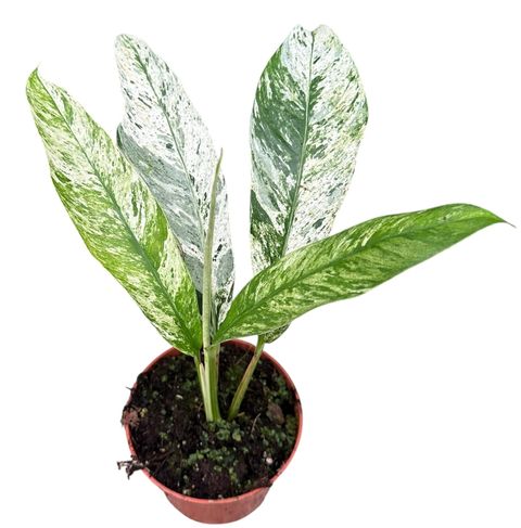 Rhaphidophora foraminifera 'Marble'