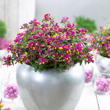 Polygala chamaebuxus 'Purple Passion'