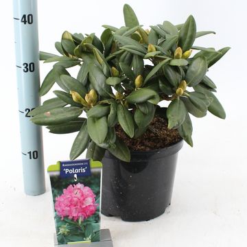 Rhododendron 'Polaris' (Y)