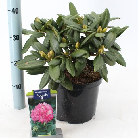 Rhododendron 'Polaris'