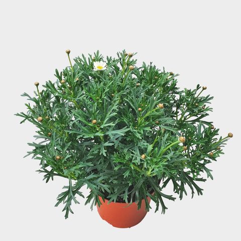 Argyranthemum frutescens