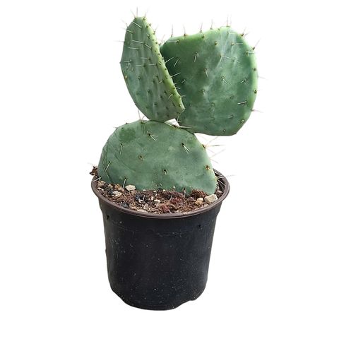 Opuntia robusta