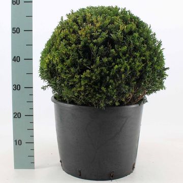 Taxus baccata