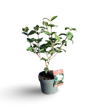 Viburnum x carlcephallum