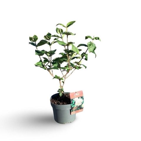 Viburnum x carlcephallum