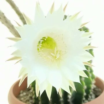 Echinopsis eyriesii