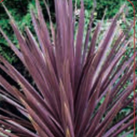 Cordyline australis 'Red Sensation' — Bitkiler Toptan Satış FlorAccess