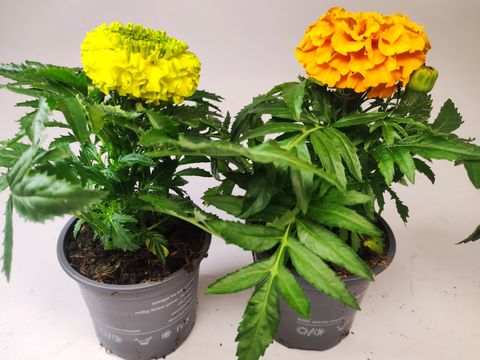 Tagetes ERECTA MIX