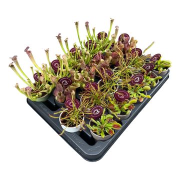 Carnivorous plants MIX